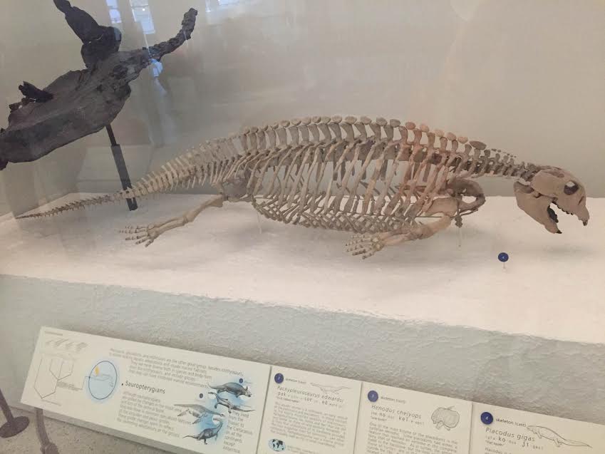 Prehistoric Beast of the Week Placodus Beast of the Week