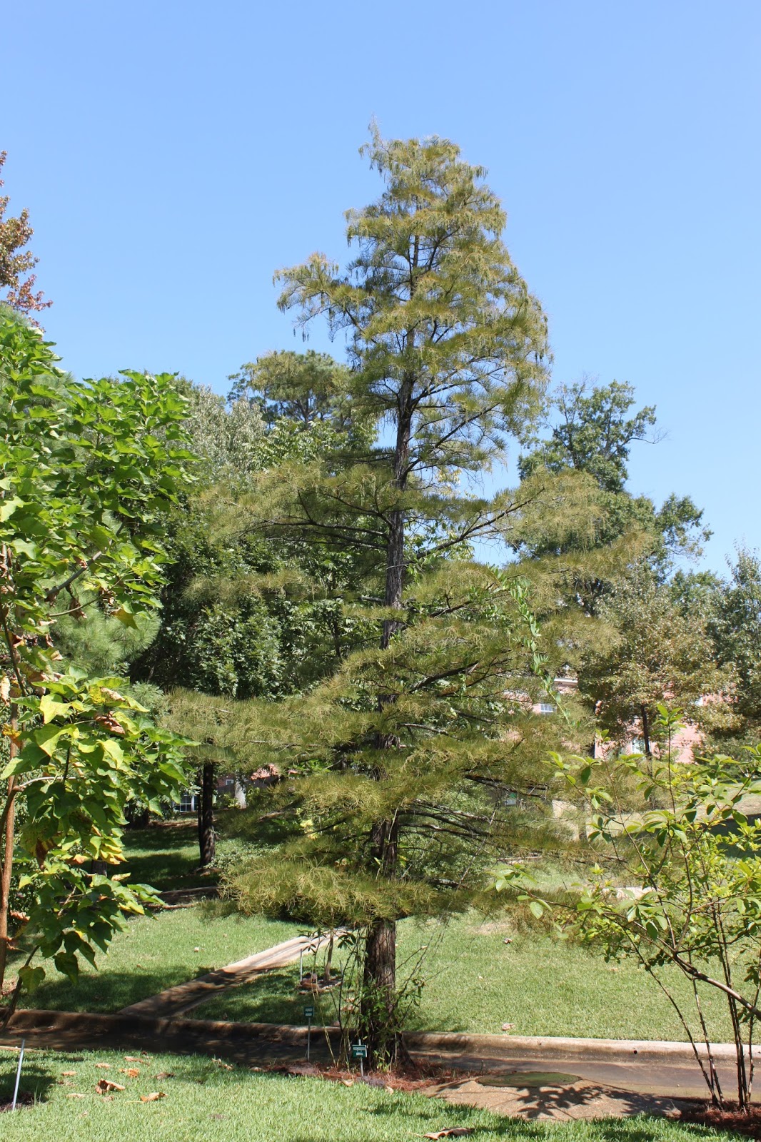 Centenary College Arboretum Tree of the Week Pond Cypress (Taxodium ascendens)