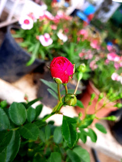 rose image