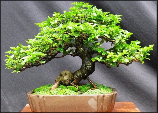 Cara Menanam Bonsai Dengan Mudah Hasil Sempurna