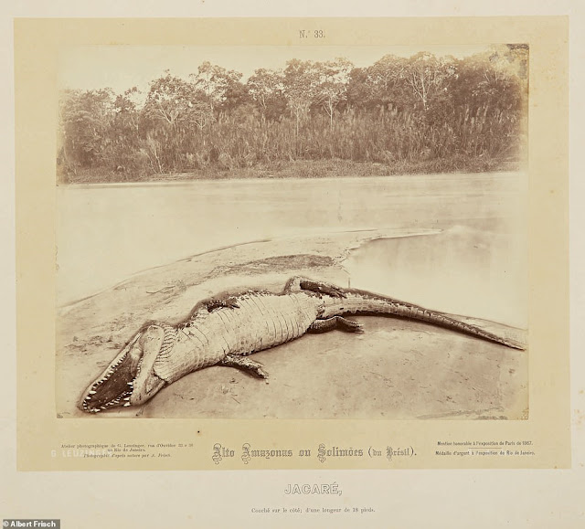 Rare images of the Amazon forest in the mid-19th century