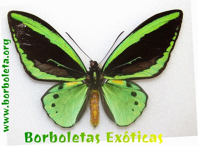 Ornithoptera priamus