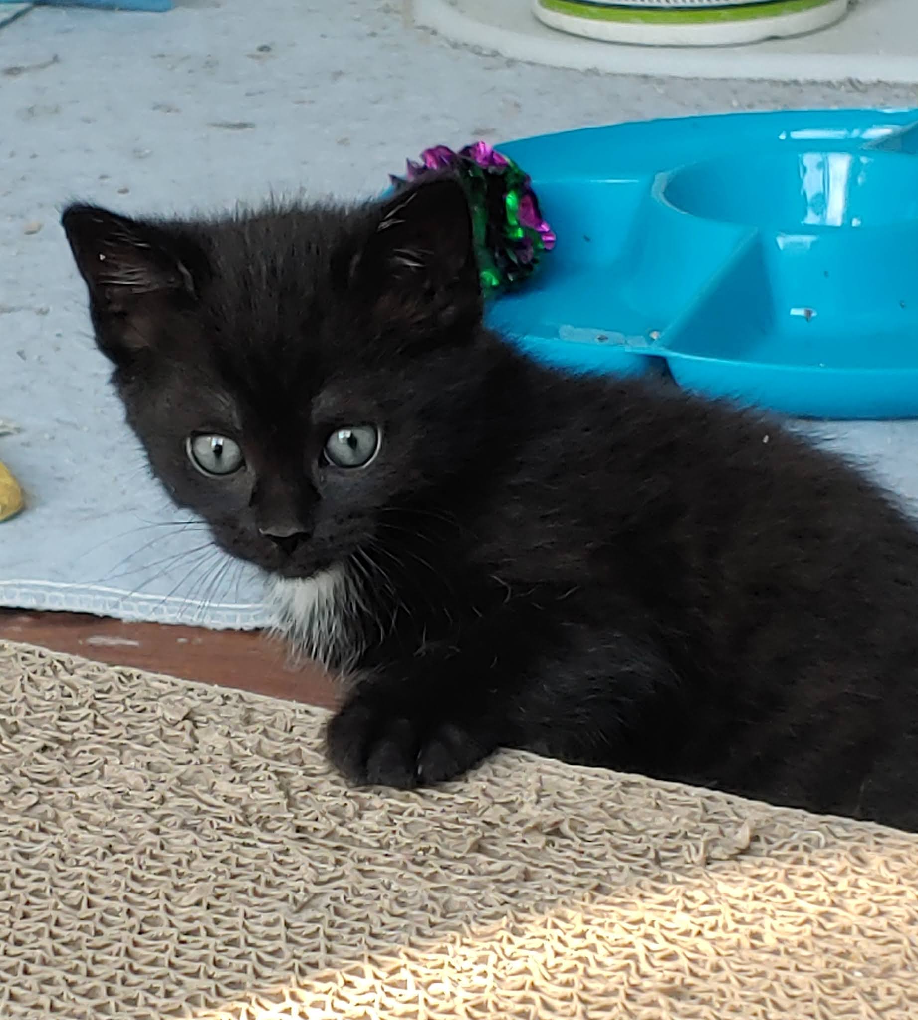 Random Felines: Happy kittens