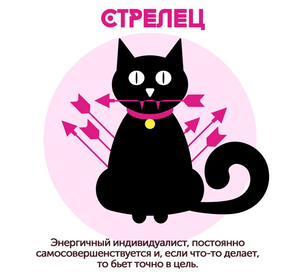 Открытка с днем рождения стрелец. Стрелец карикатура. С днем рождения стрелец. Знаки зодиака кошки. Знаки зодиака.