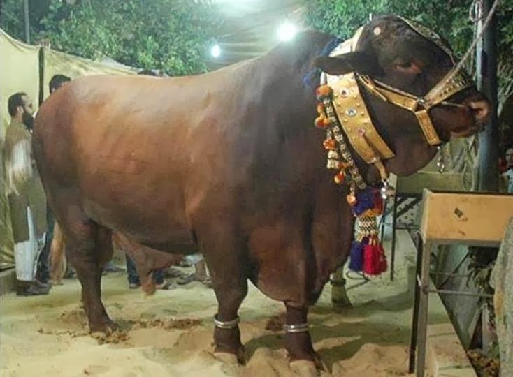 Qurbani Cow