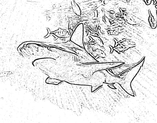 Shark coloring pages holiday.filminspector.com