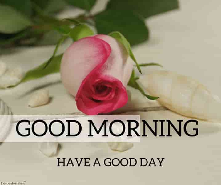 Beautiful Good Morning Images Free Download - Good Morning Picture And ...