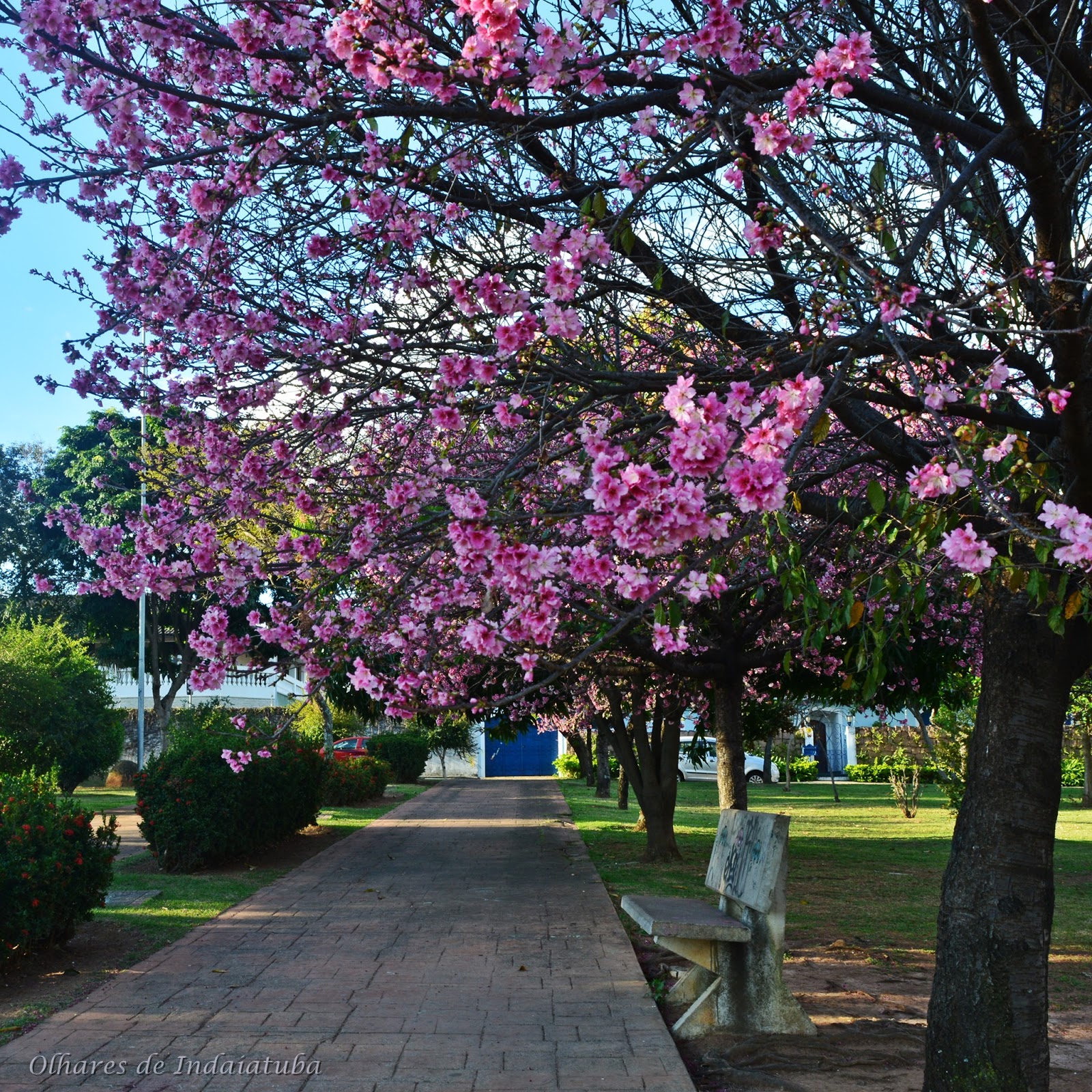 Olhares de Indaiatuba 2 Praça das Cerejeiras Indaiatuba SP