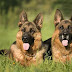 14 Reasons German Shepherds Are The Worst Indoor Dog Breed Of All Time