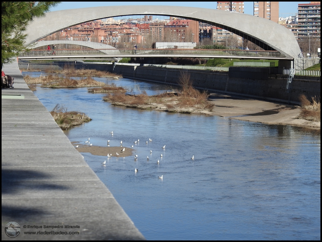 Ría de Ribadeo: Madrid Río 