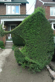 Another view of freeform topiary hedging by garden muses: a toronto gardening  blog 