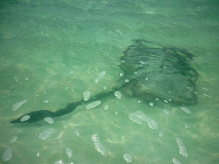 island heron sharks whims swims ocean writing hang rays shore near