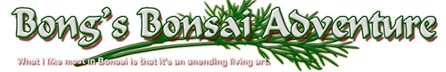 Bonsai Adventure | A Guide to Bonsai Tree Care and Techniques