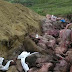 La Bordușani s-a furat gardul împrejmuitor al gropii în care au fost îngropați porcii cu pestă