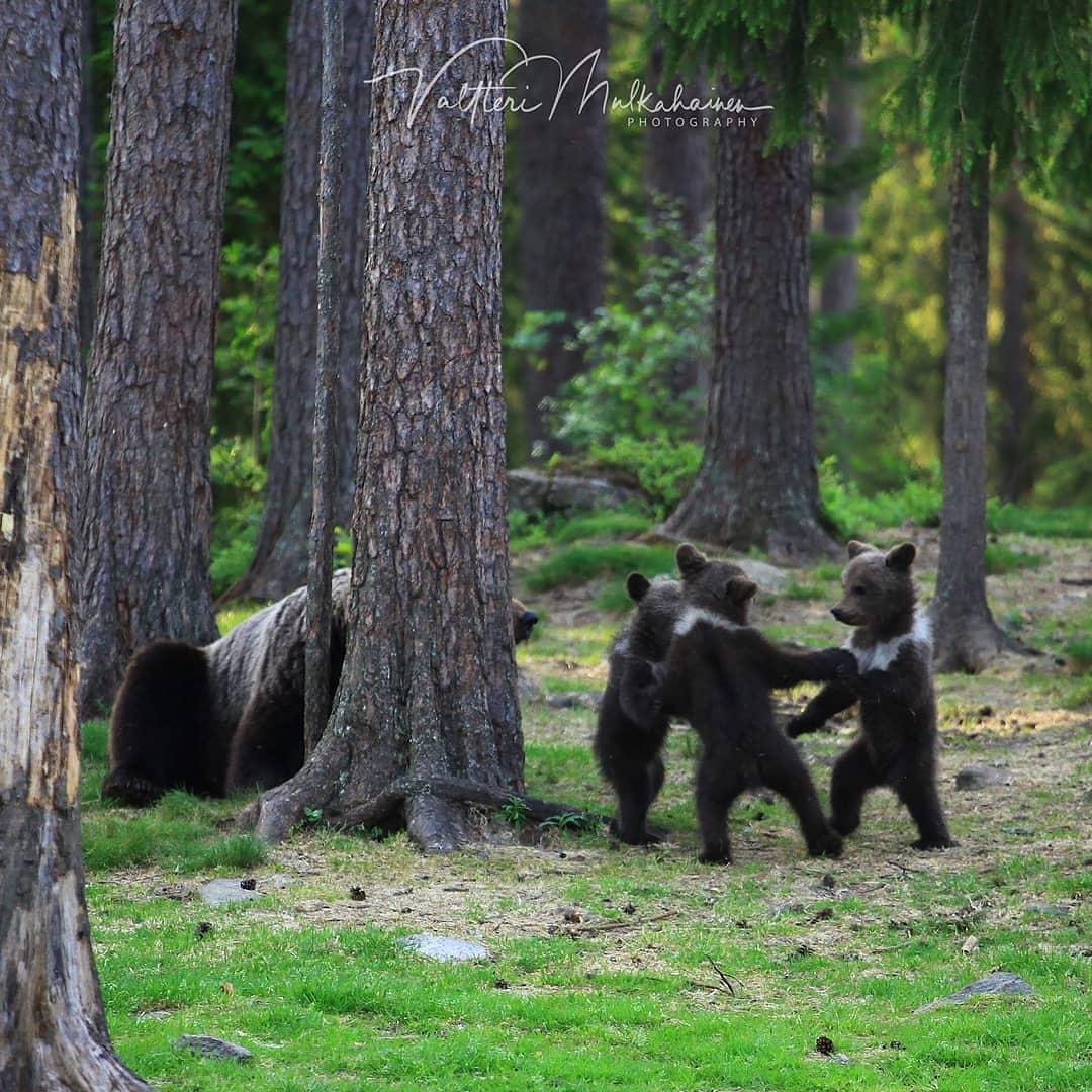 Собака вывела из леса медведей. Медведь в лесу. Медведь Финляндия. Медвежонок в лесу. Медвежата танцуют в лесу.