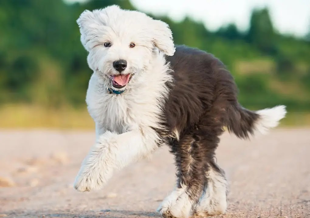 best sheepdog breeds