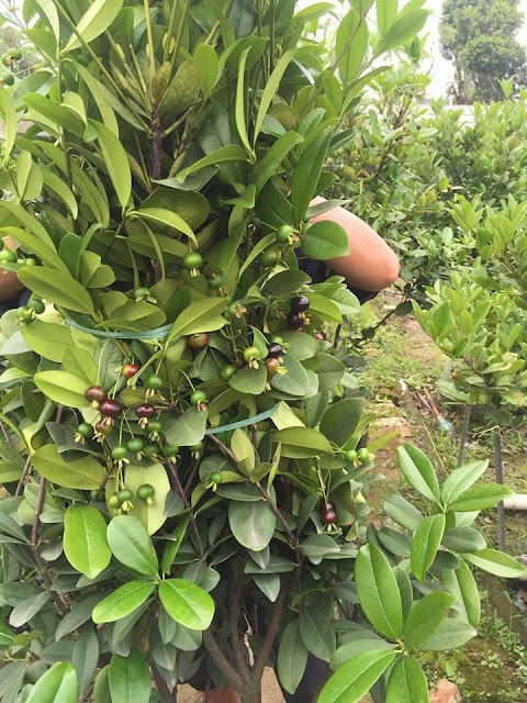 Cherry trồng chậu ra trái tại Việt Nam 86fd443d1169f137a878