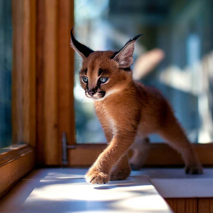 Beautiful Pictures Of Baby Caracals, One Of The Most Gorgeous Cat Species Ever