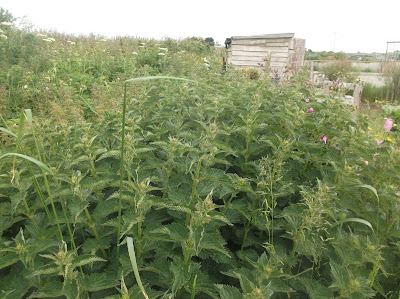 Nettle Liquid Fertiliser - A Free Resource