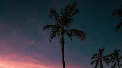 Aesthetic Palm Tree Sunset Beach Wallpaper Aesthetic Palm Tree Sunset Beach Wallpaper