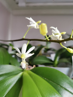 , Doritis Pulcherrima Alba, diarid'orchidee