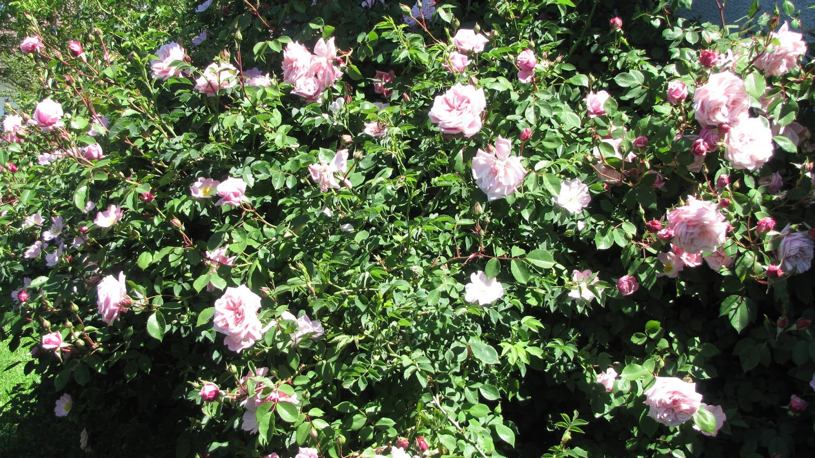 Rothenblog: Mai 2019