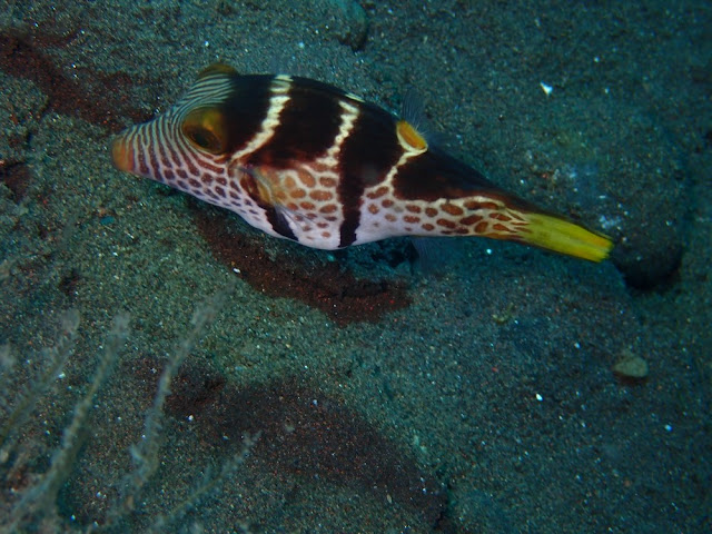 Canthigaster valentini Canthigaster valentini