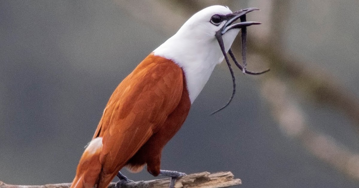 Bellbird species & facts, what is the loudest bird call?