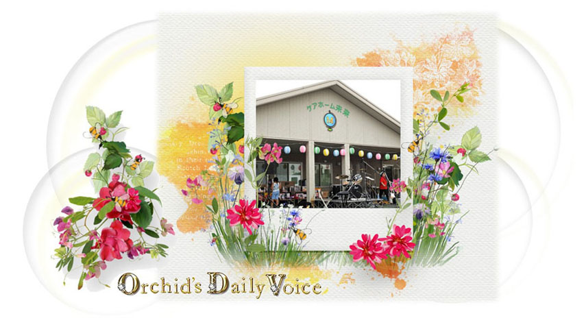 Orchid's Daily Voice (Home Page)
