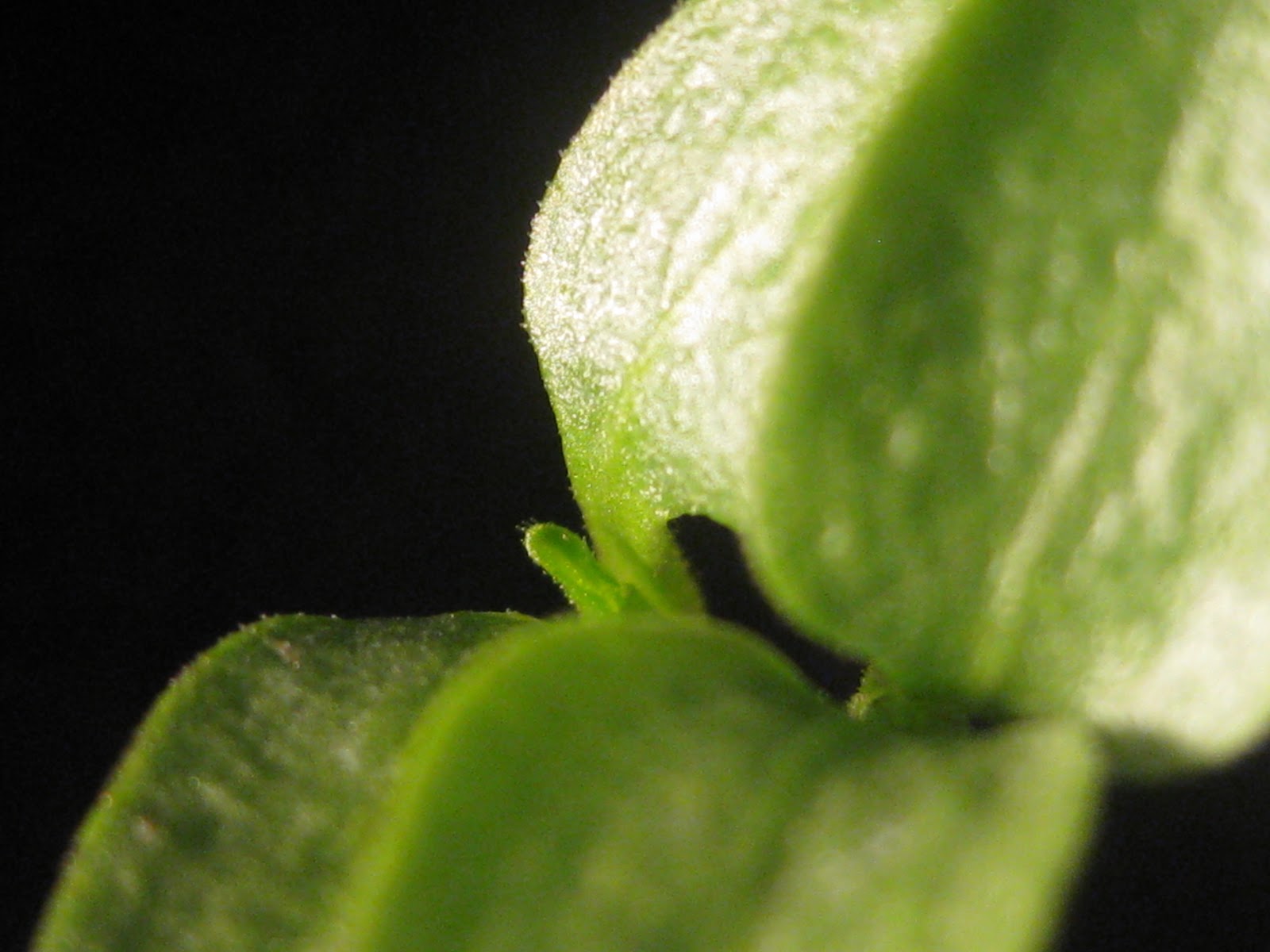 2013/2012 Garden: Peppers Update