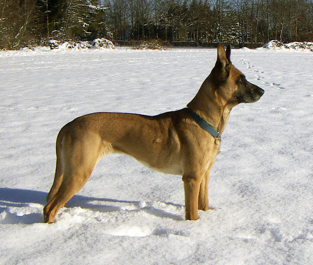 Belçika malinois köpeği