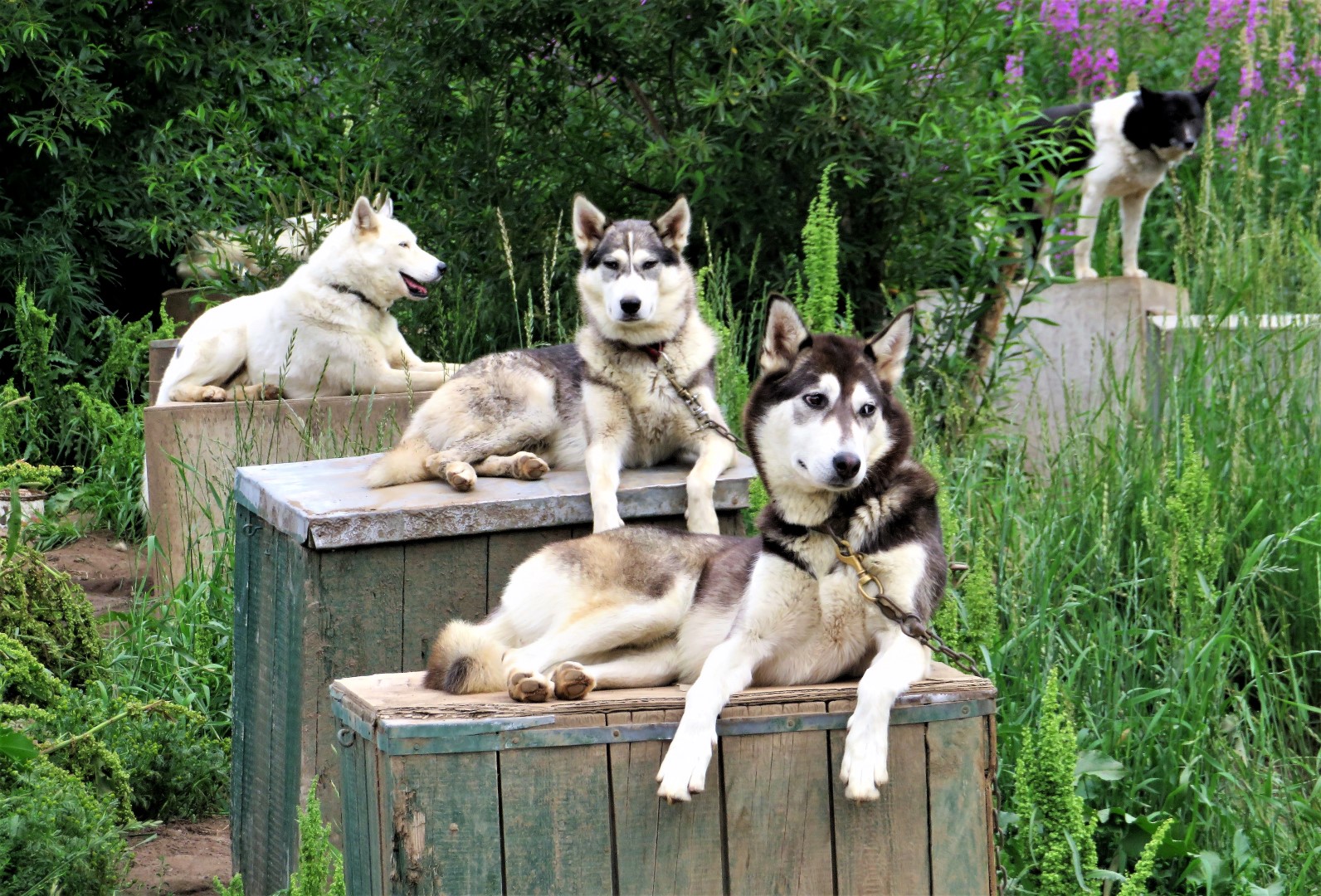 Bill's Excellent Adventures Kamchatka