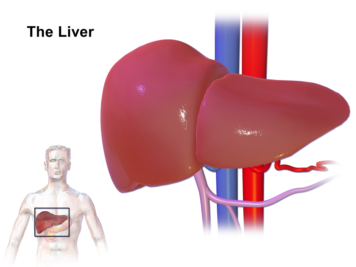 Functions of Liver