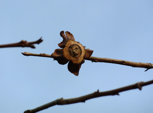 The remains of a Japanese Persimmon in winter, Brooklyn Botanic