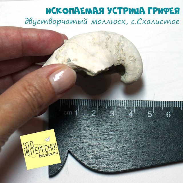 ископаемая устрица грифея, Крым