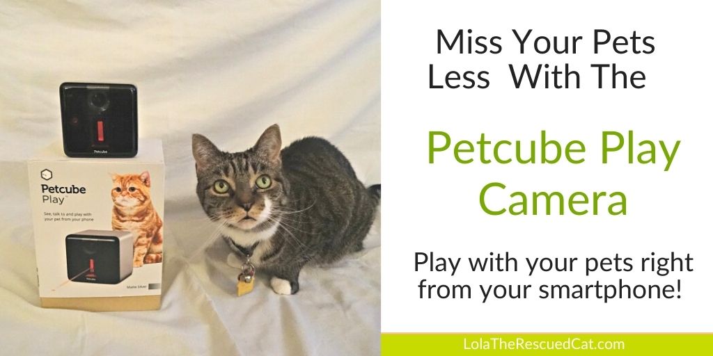 Miss Your Pets Less With the Petcube Play Camera Lola The Rescued Cat
