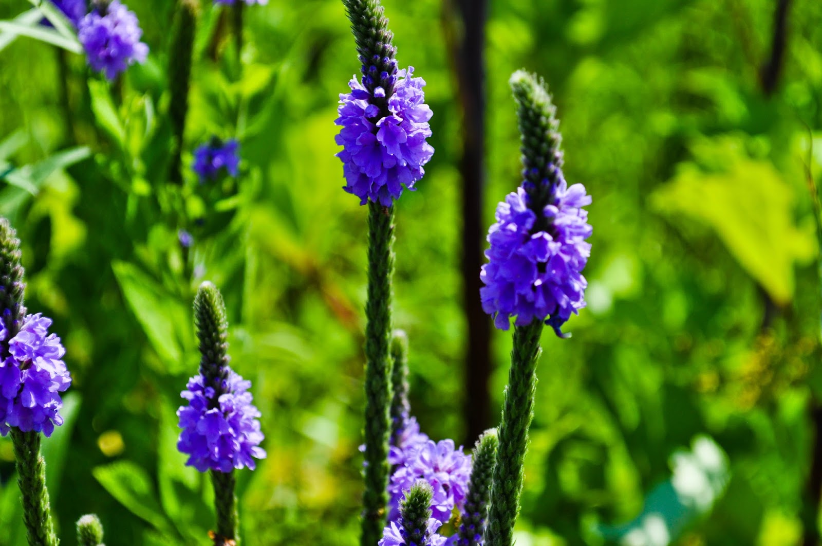BIOESTETICISTAS Y COSMÉTICA NATURAL VERBENA PLANTA