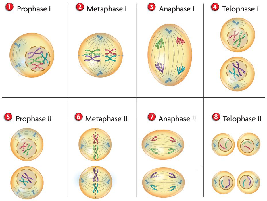 Perkembangan sangat pertumbuhan dalam organisme meiosis berpengaruh pembelahan dan mengapa Fungsi Pembelahan
