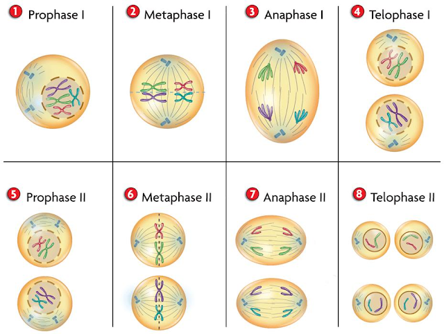 Tahap Meiosis I