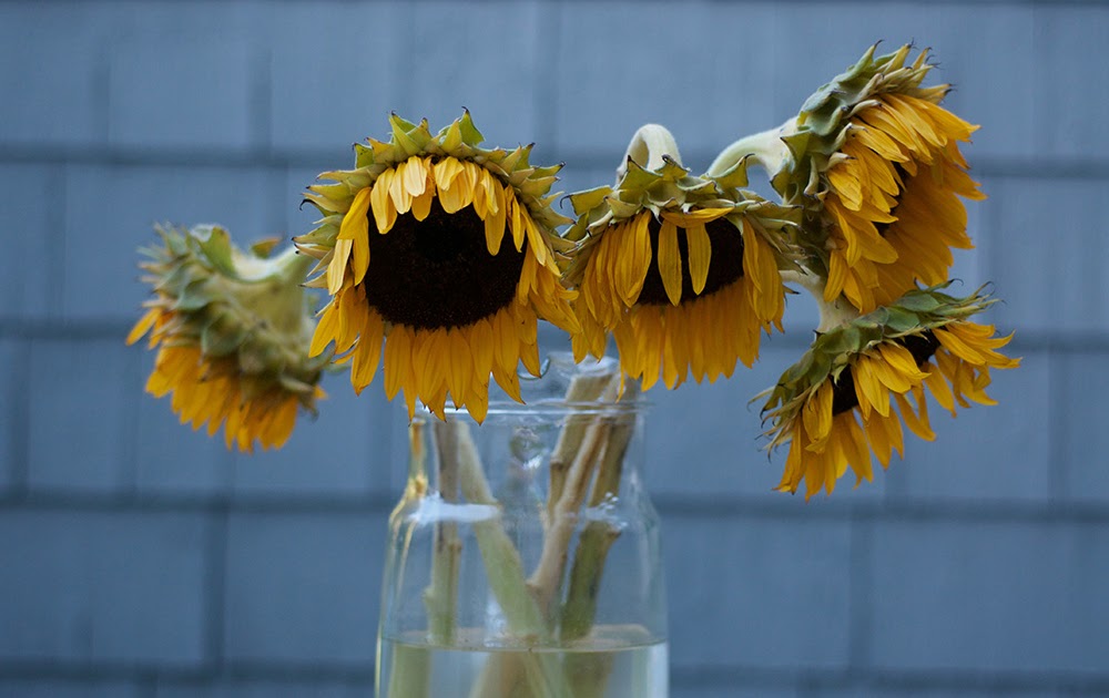 A Picture Each Day Fading Sunflowers