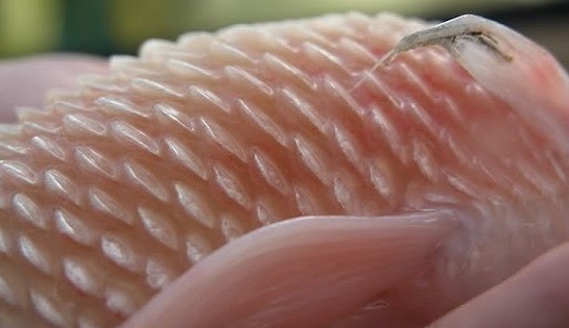 Kembang Sisik Pada Ikan Arwana Kenali Penyebab Dan Cara Mengobatinya Binatangmu