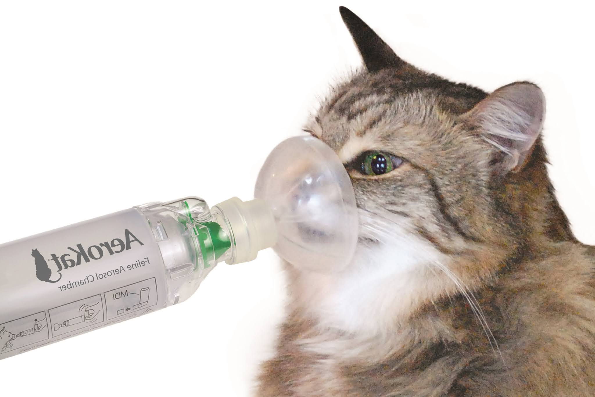 Feline Asthma in Cats