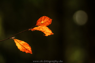 Naturfotografie Indiansummer Herbst Weserbergland