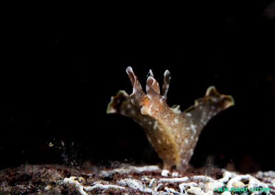 Underwater photography 水攝 Macro 微距 Scuba dive 潛水 em1mark2