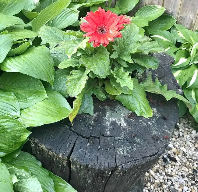 How to Make a Rustic Planter from an Old Stump