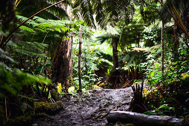 Honua‘ula Forest Reserve hiking trail Kona Big Island Hawaii