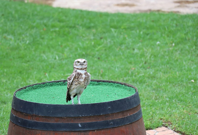 Owl On Its Own @MontecasinoZA #BirdGardens #PhotoYatra #TheLifesWayCaptures