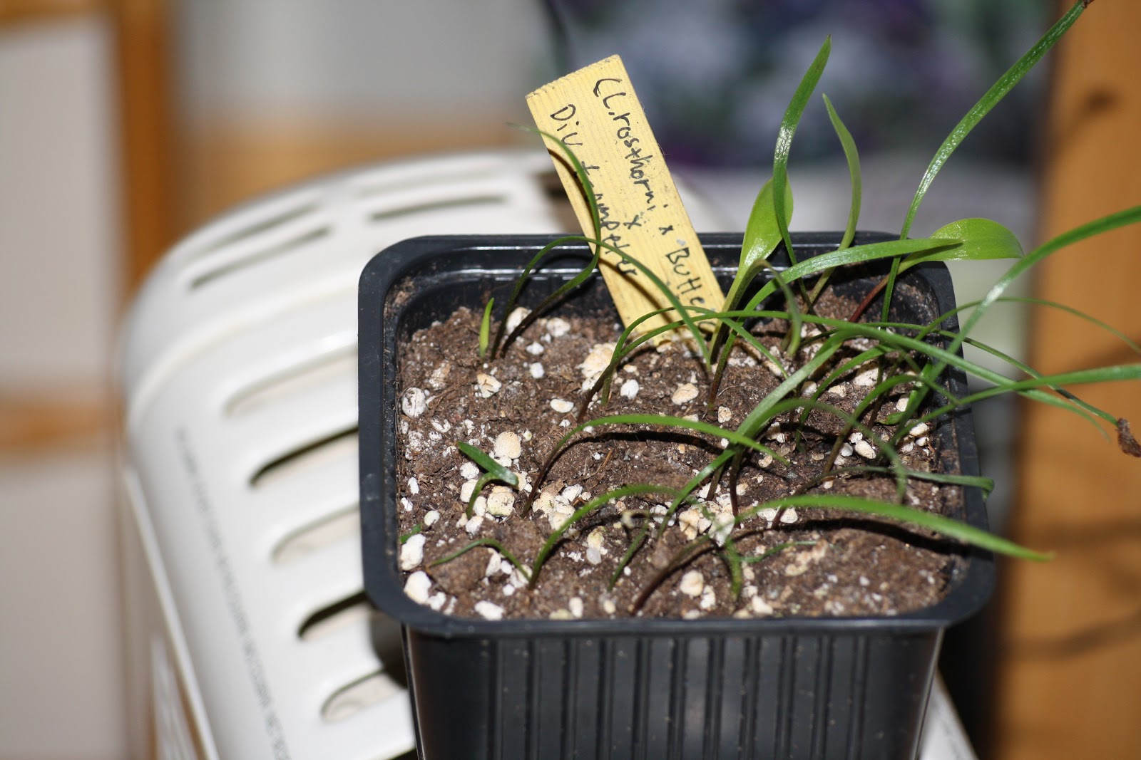 Hermansens lily growing How I grow lilies from seeds