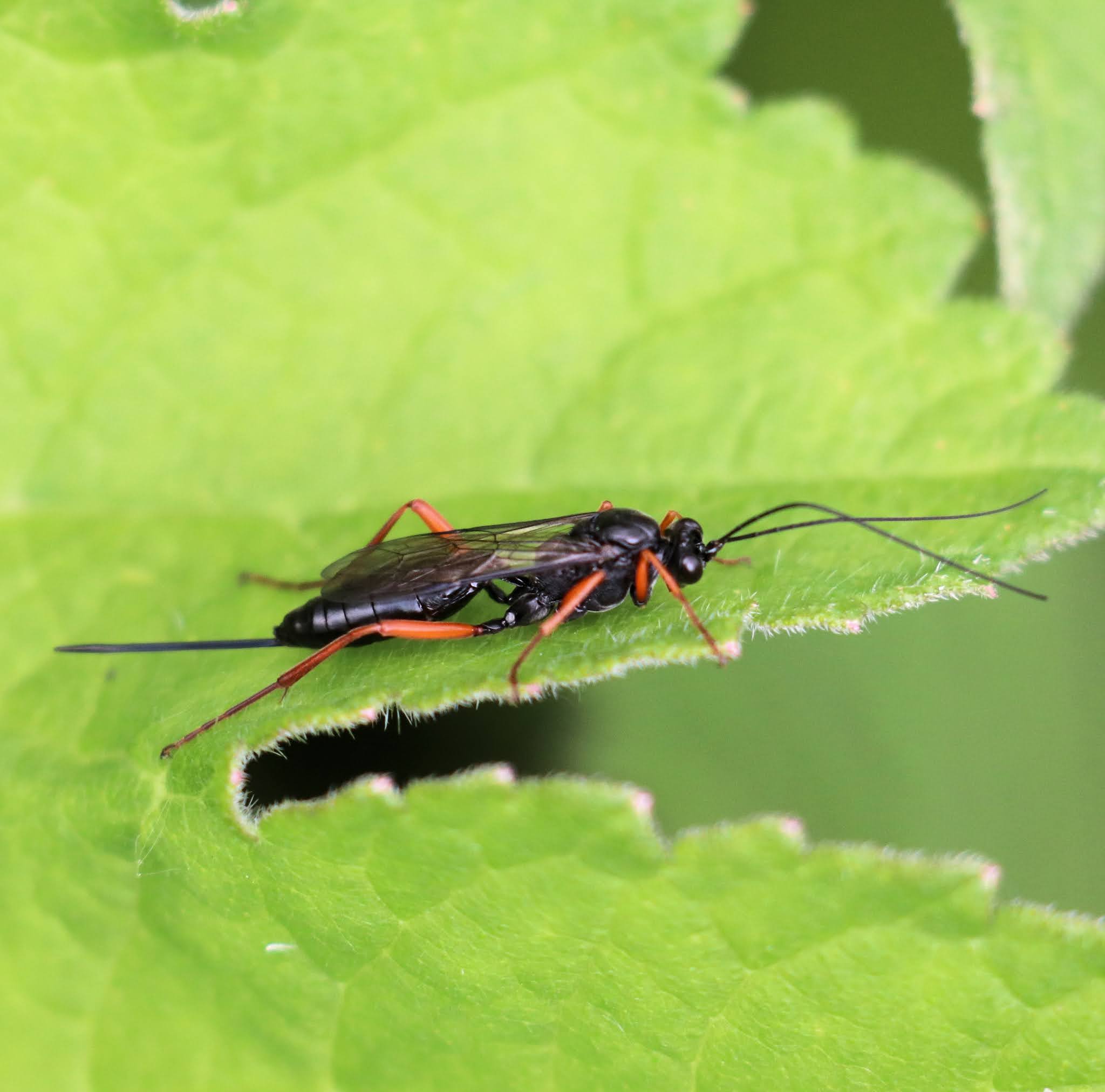 Cholsey Wildlife Birds & the rest