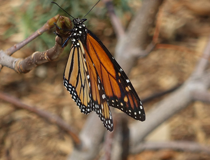 The Intrepid Tourist BUTTERFLIES ALL AROUND New Butterfly Pavilion, Natural History Museum